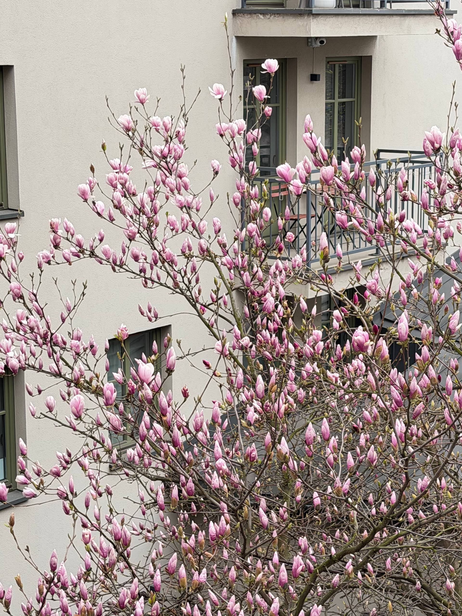 Magnolia – inspiracja 3